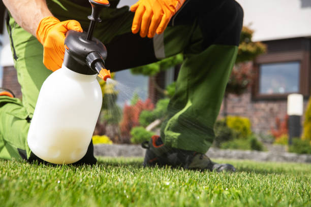 Best Flea Control Services  in North Westport, MA