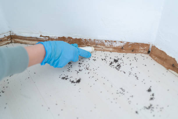 Flea Control Services in North Westport, MA